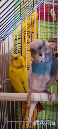 Волнистые попугаи с клеткой
