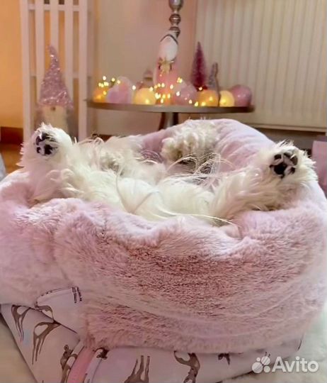 Щенки Мальтезе