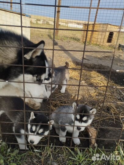 Щенки хаски