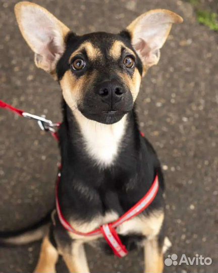 Особенный щенок ищет семью