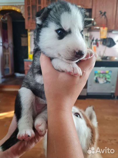 Продам хаски