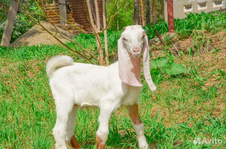 Козы Гулаби.Камори. Англо нубийцы. Малыши