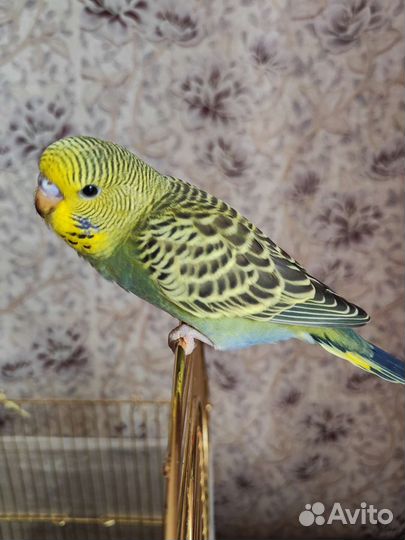 Птенцы волнистый попугай