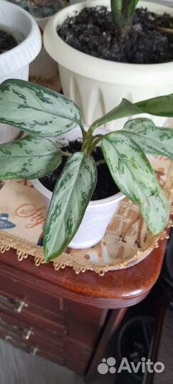 Комнатные цветы