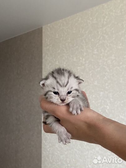 Шотландские котята