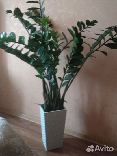 Комнатные растения Замиакулькас