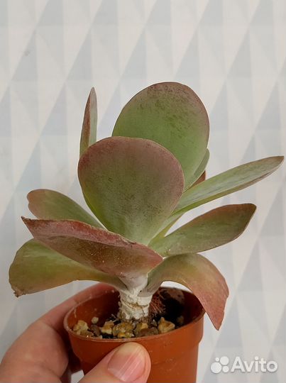 Редкие каланхоэ, алое