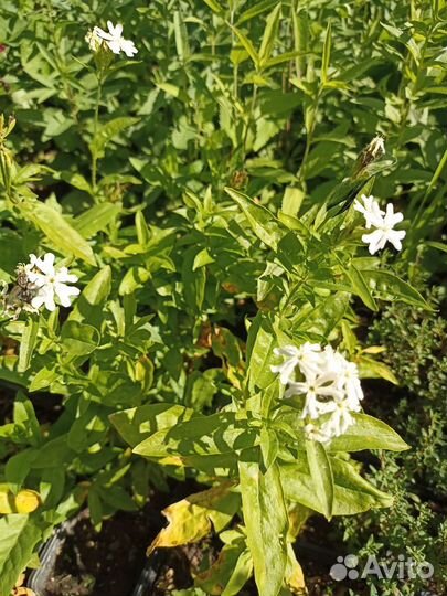 Лихнис Раурайф многолетний