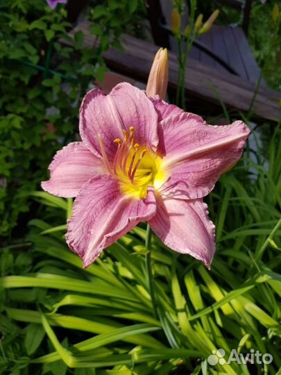 Лиленик розово-сереневый