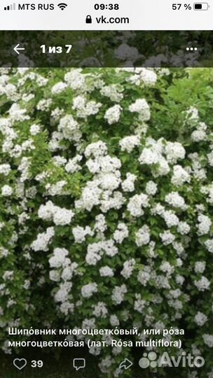 Шиповник многоцветковый