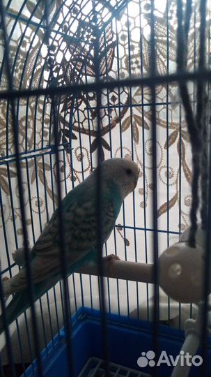 Волнистый попугай с клеткой