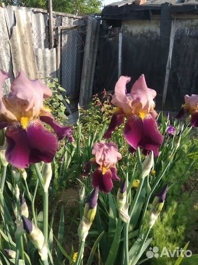 Ирисы бородатые сортовые