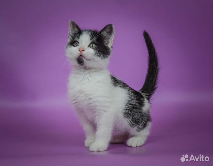 Чёрно-белый котёнок Митрофан (3 мес)