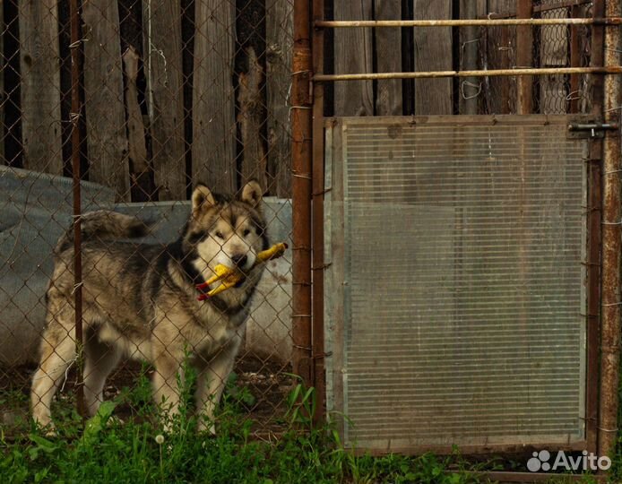 Аляскинский маламут