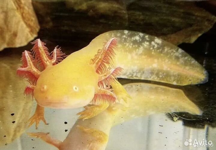 Аксолотль Лунтик