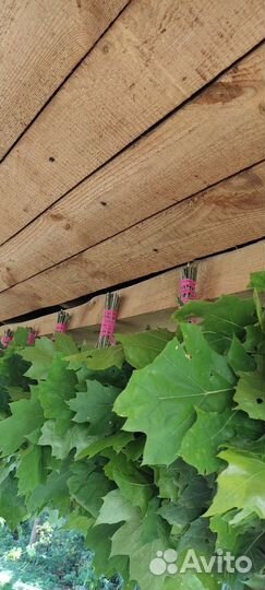 Веник канадский дуб