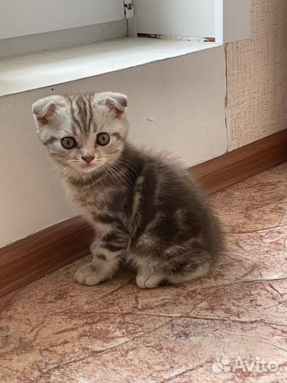 Шотландские котята