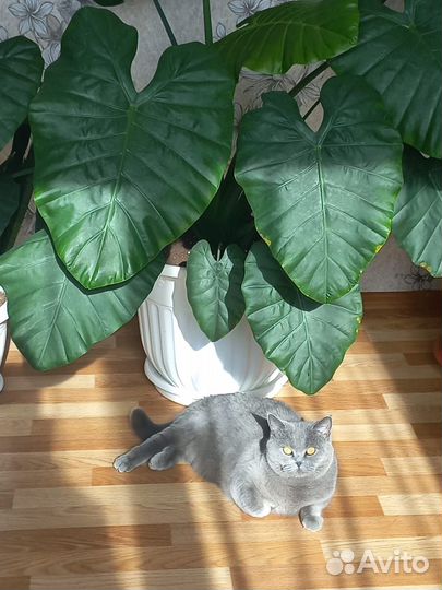 Кошки в добрые руки бесплатно