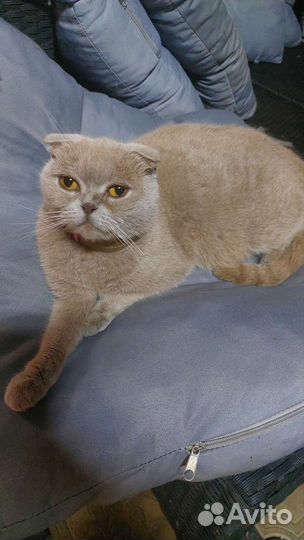 Шотландская кошка в добрые руки