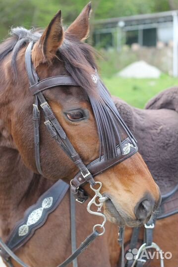 Амуниция для лошади за заказ