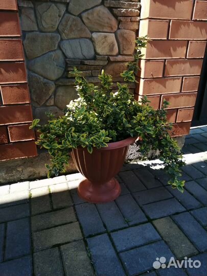 Цветы для сада