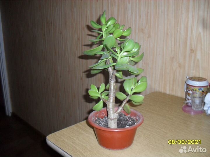 Толстянка древовидная 4 штуки