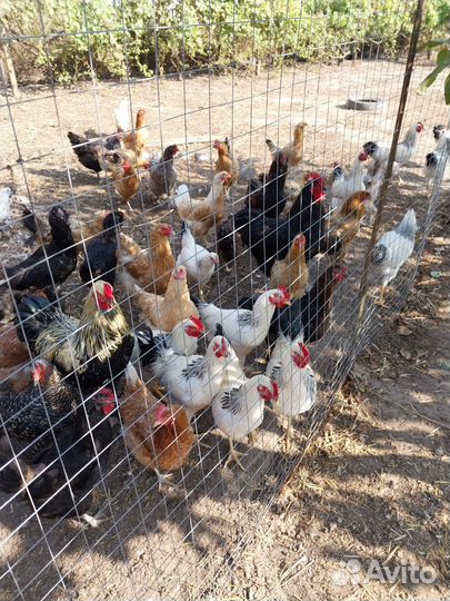 Куры несушки