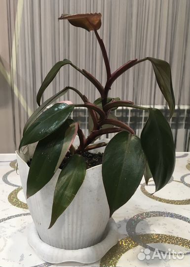 Филодендрон розовая принцесса