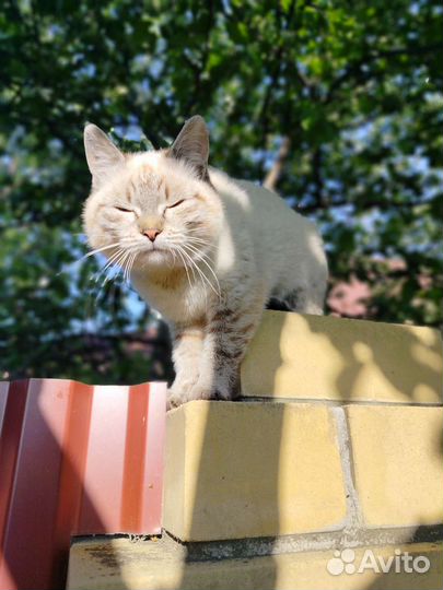 Кошка в дар бесплатно