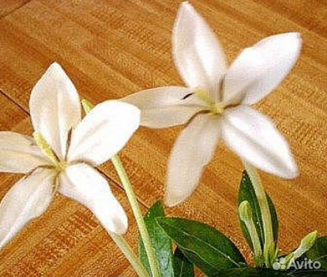 Комнатная экзотика-редкие растения