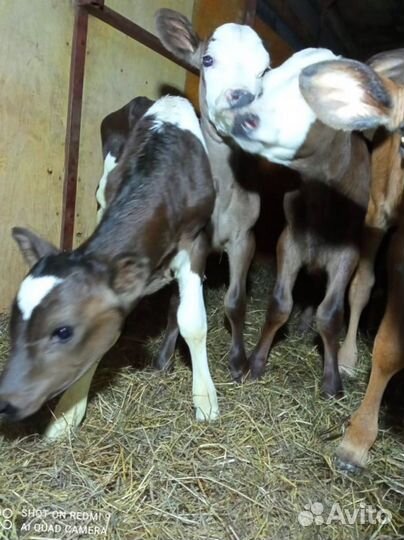 Телята бычки тёлочки бесплатная доставка