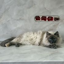 Невская маскарадная, взрослая кошка, Энгельс