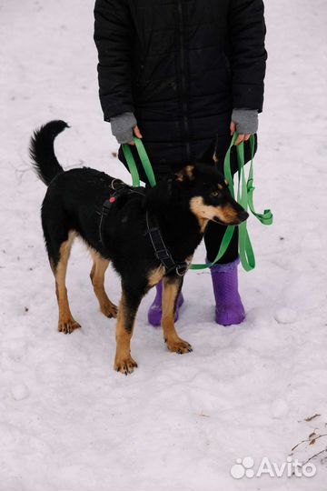 Молодой пёс из приюта ждёт семью