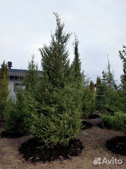 Ель из питомника