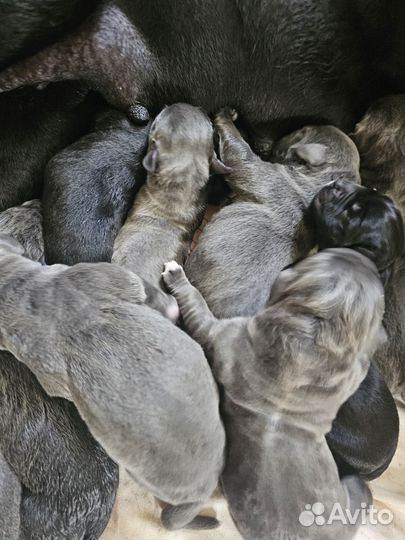 Щенки кане корсо