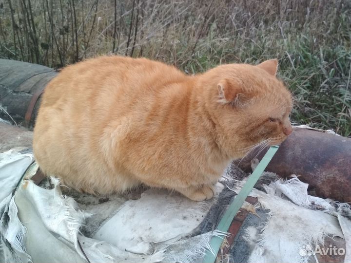 Рыжик в добрые руки