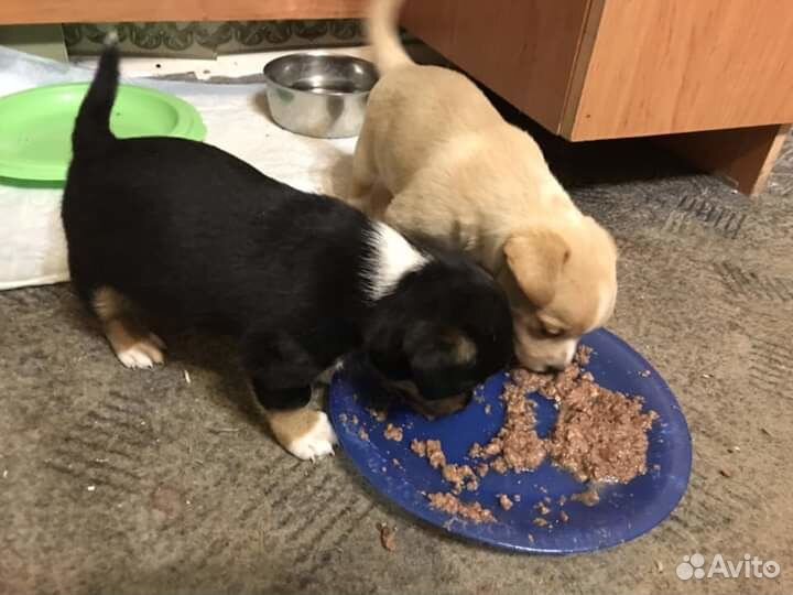 В добрые руки