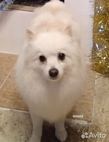 Немецкий шпиц