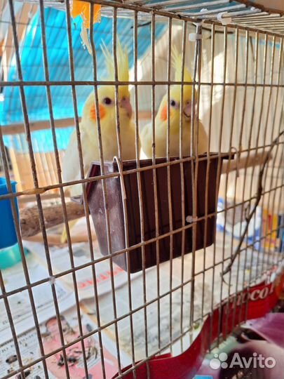 Попугай корелла