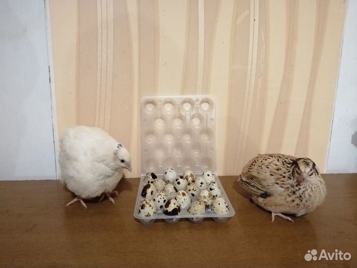 Яицо, тушки перепелов