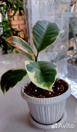 Комнатные растения,подарок,монстера,фикус,маранта