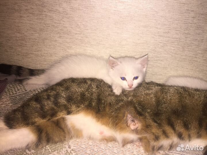Очаровательные кошечки