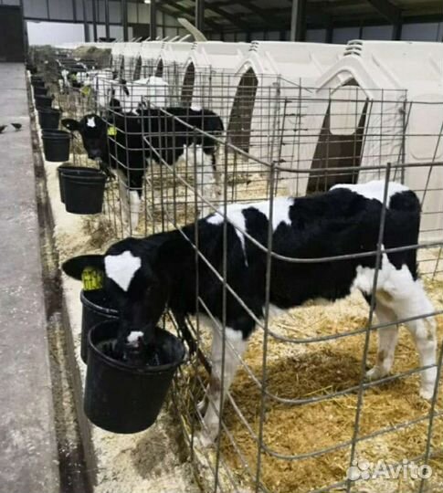 Холмогоры Голштины Бычок Теленок Телки