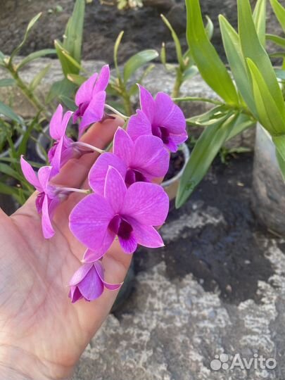 Орхидея дендрофаленопсис