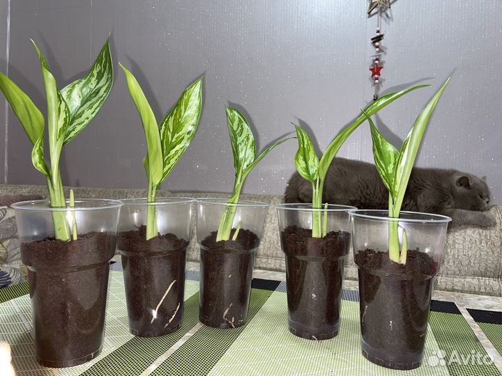 Аглаонема Silver Queen