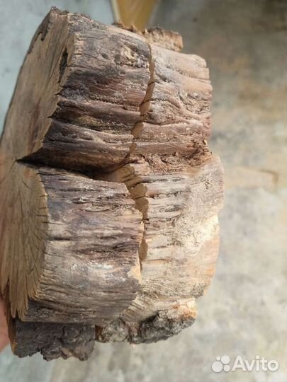 Спил яблони