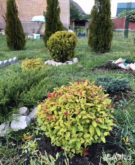 Спирея японская Голдфлейм