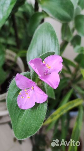 Традесканция войлочная силламонтана