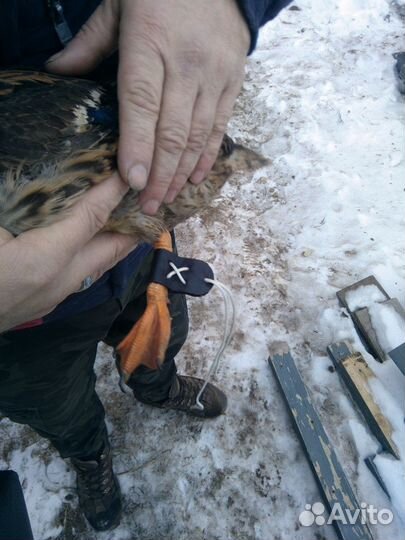 Ногавки для подсадных уток