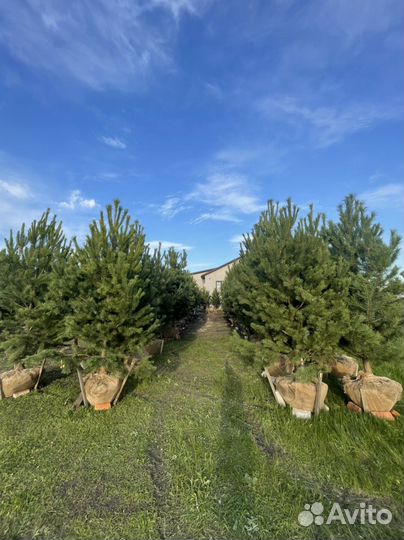 Сосна крупномер